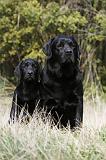LABRADOR 745